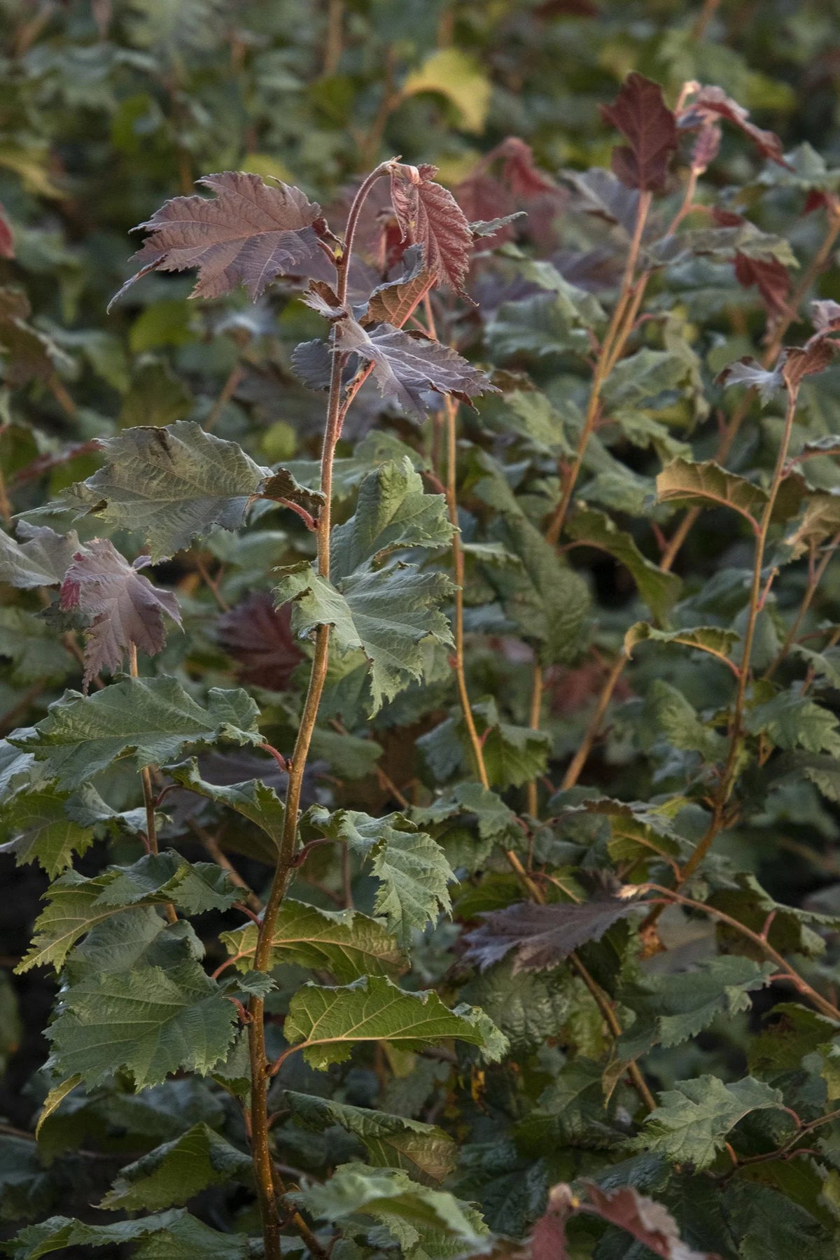 Corylus avellana 'Burgundy Lace' - Noisetier Burgundy Lace