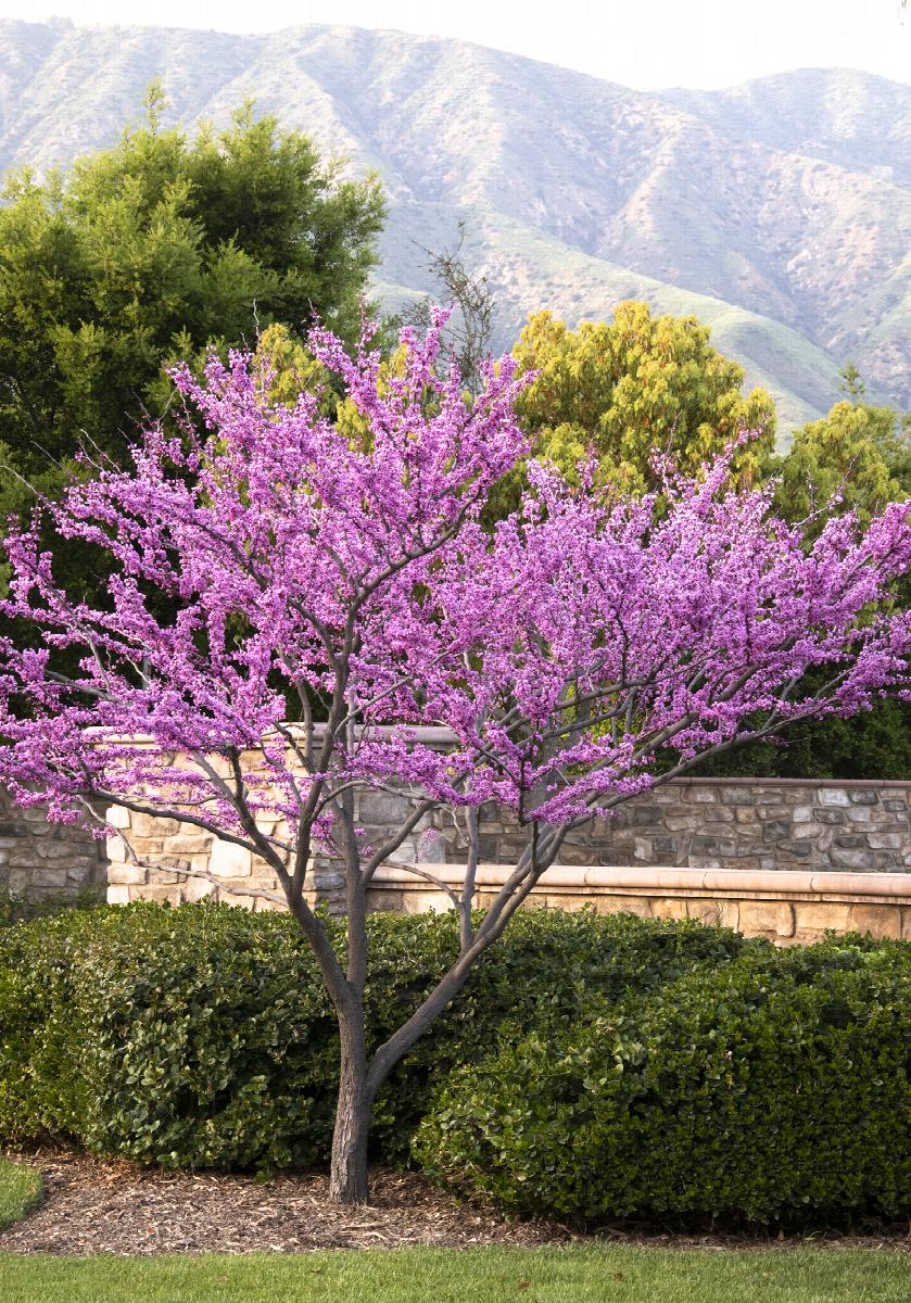 Cercis canadensis 'Forest Pansy'