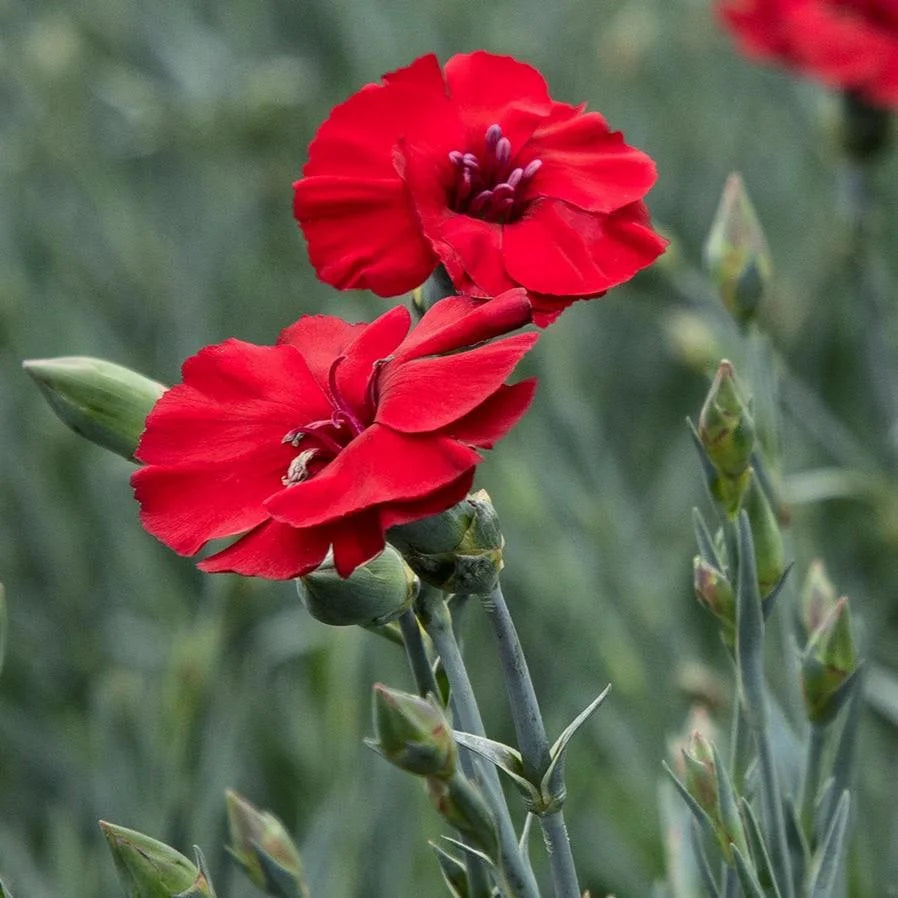 Dianthus American Pie® 'Cherry Pie'