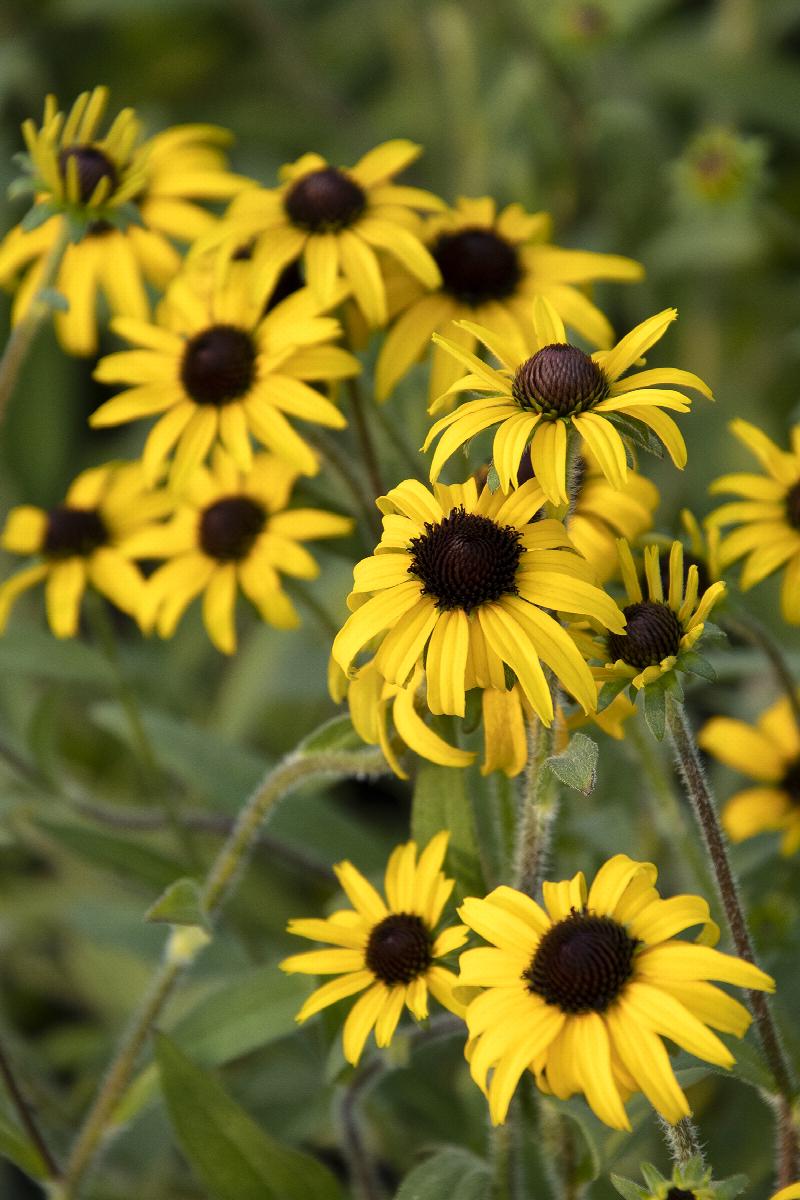 Rudbeckia 'American Gold Rush'