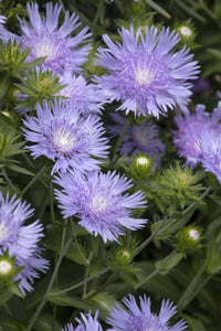 Stokesia 'Peachie's Pick' - Aster de Stokes