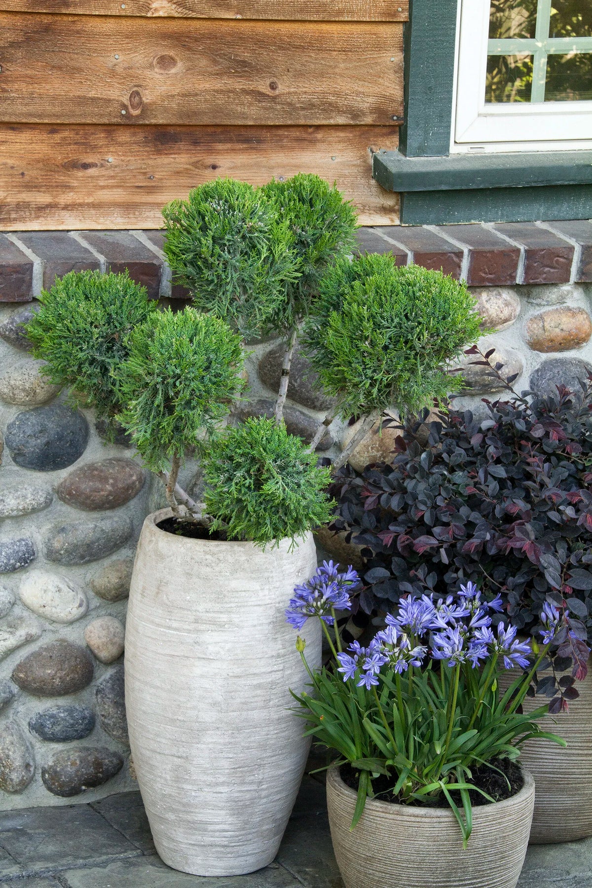 Juniperus chinensis 'Mint  Julep' (Pom Pom)