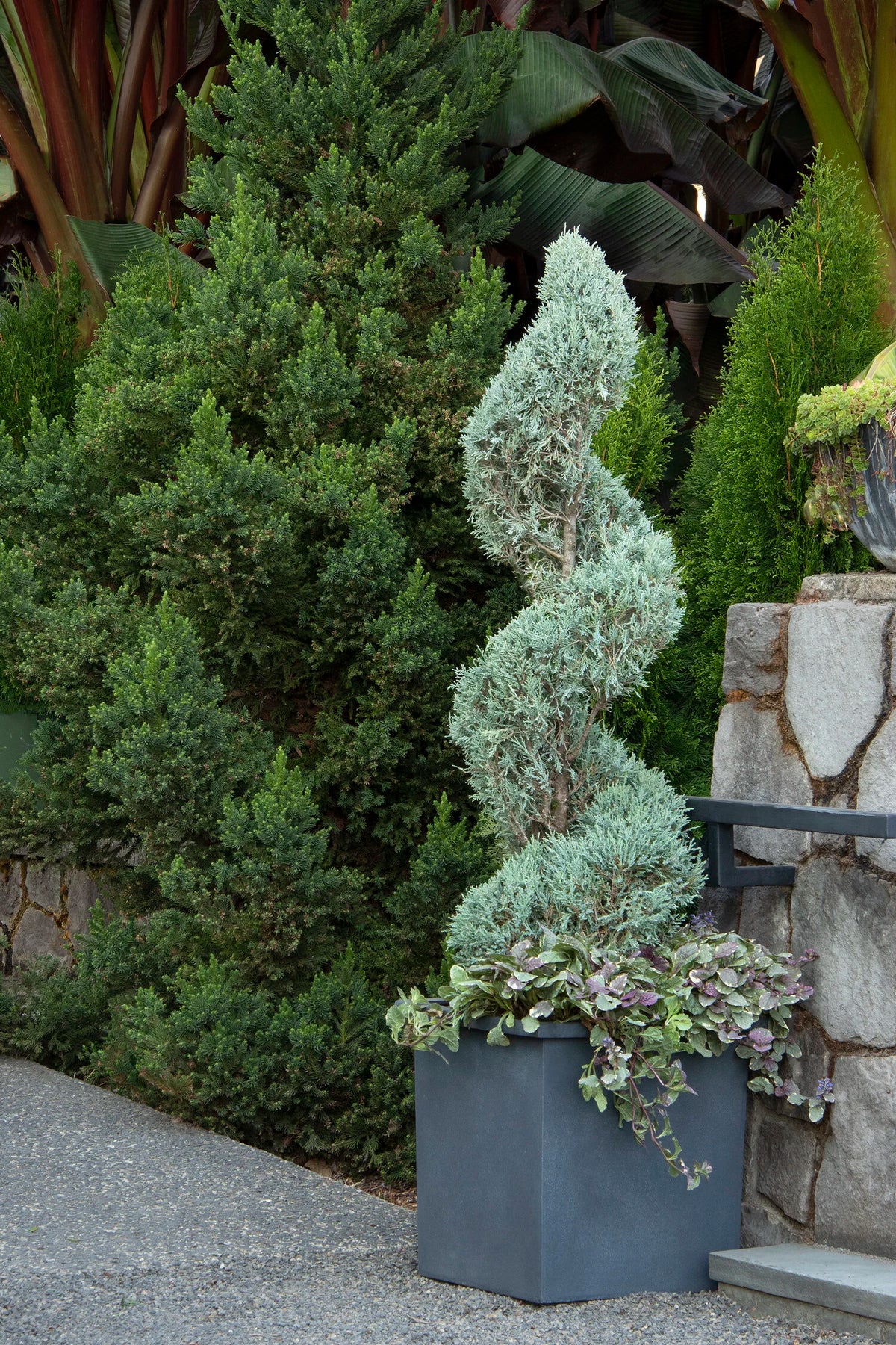 Juniperus scopulorum 'Wichita Blue' spiral