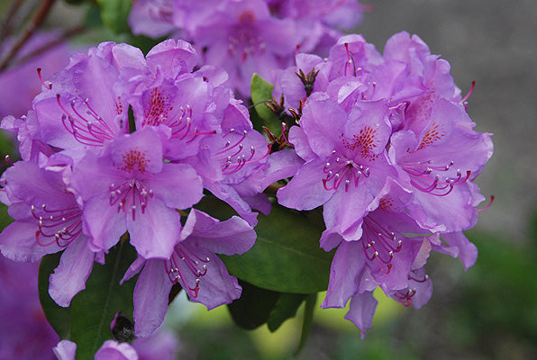 Rhododendron 'Catawbiense Boursault'