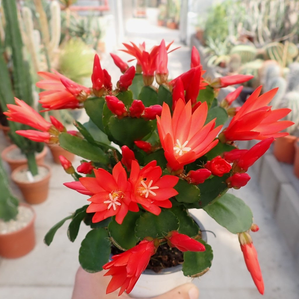 Cactus de Pâques (Rhipsalidopsis gaertneri)