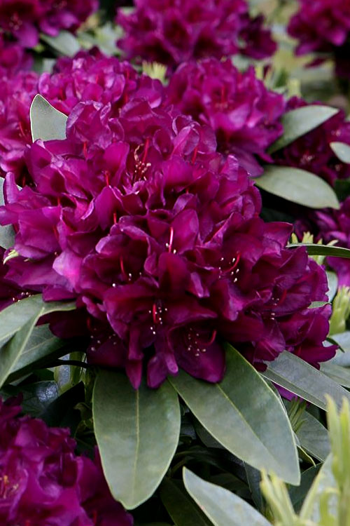 Rhododendron Polarnacht
