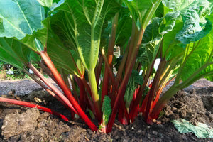 Seed - Rhubarb - Portage Seeds