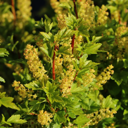 Ribes alpinum 'Smithii'