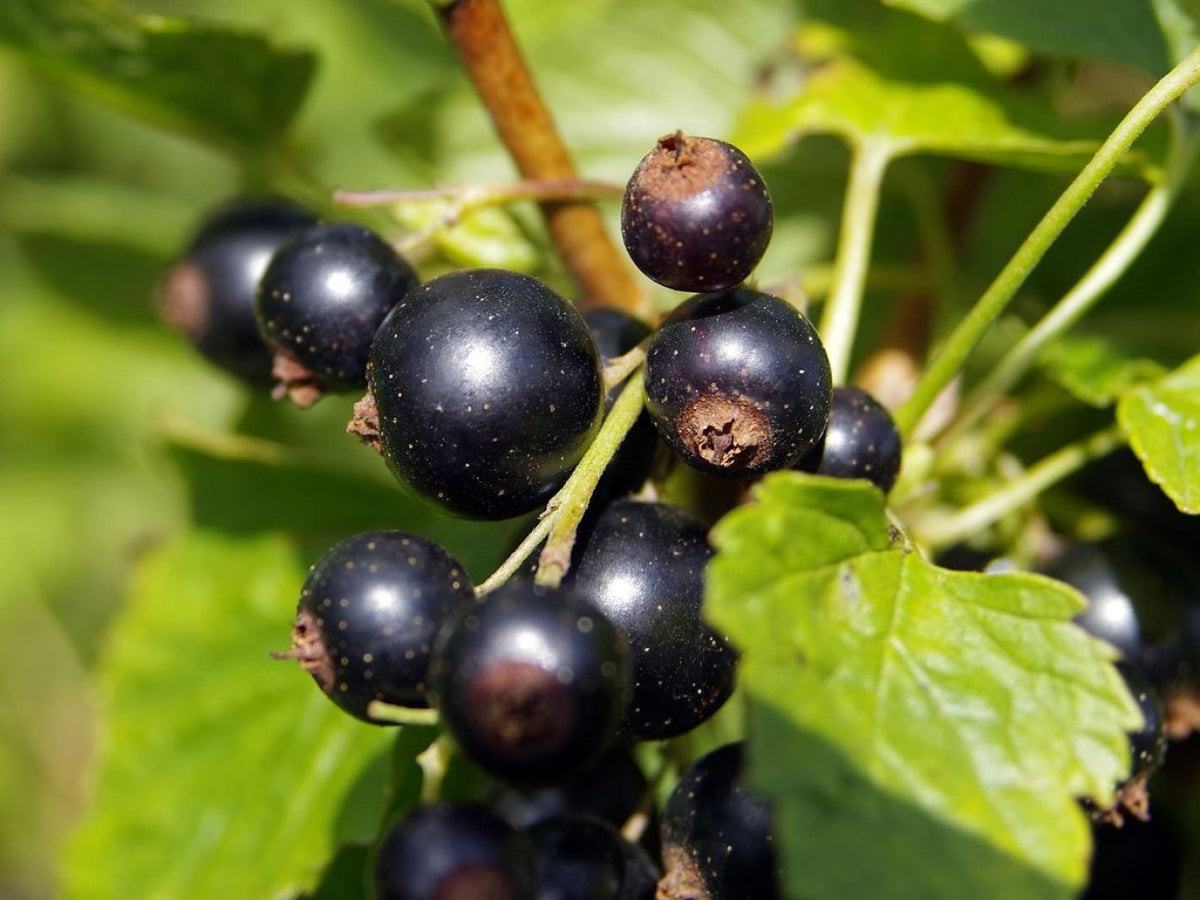 Ribes nigrum 'Ben Conan'