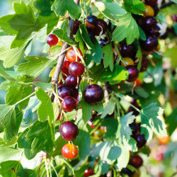 Groseillier Ribes hybrids ' Josta berry' - (Croisement entre cassis et groseille)