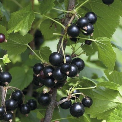 Ribes nigrum 'Ben Tirran' - cassis