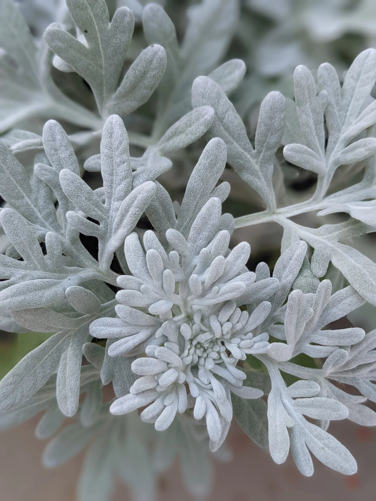 Artemisia Sea Salt