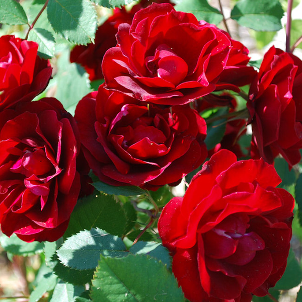 Rosa ''Hope for Humanity'' - rosiers rouges