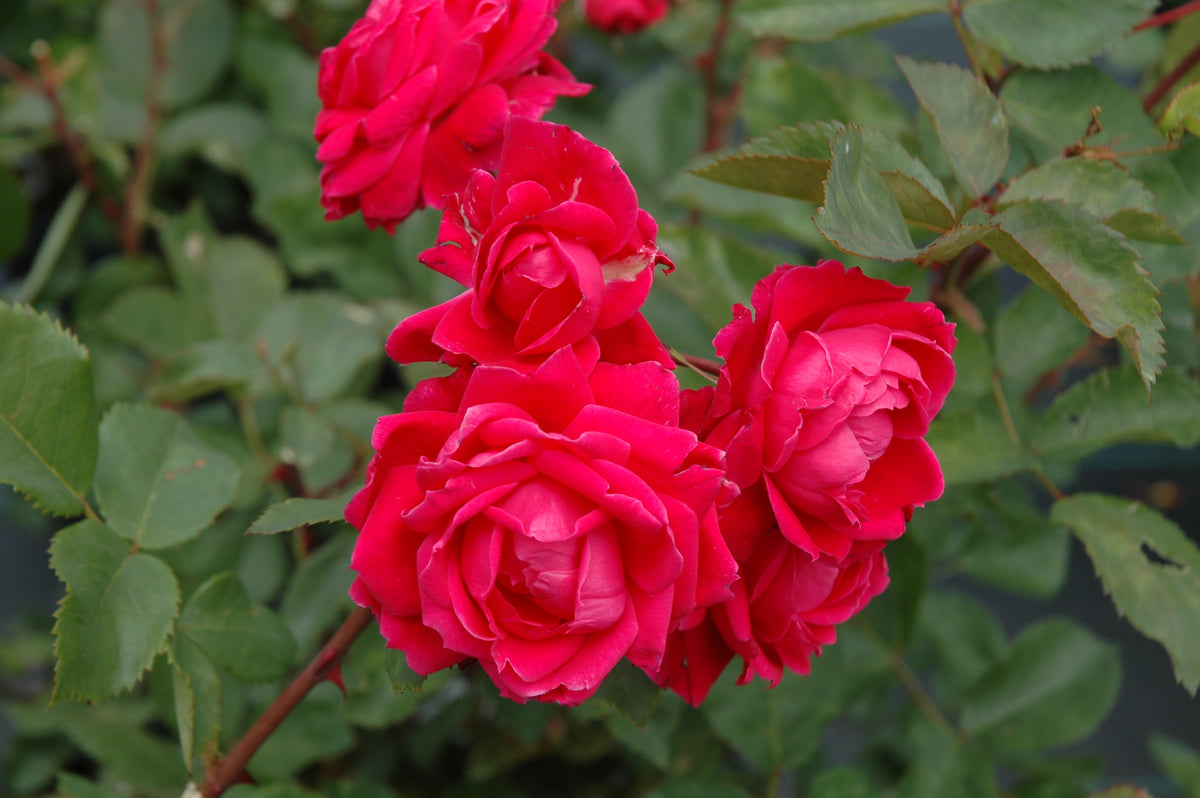 Rosa 'A Mackenzie' (Alexander McKenzie' Explorer - Rosier