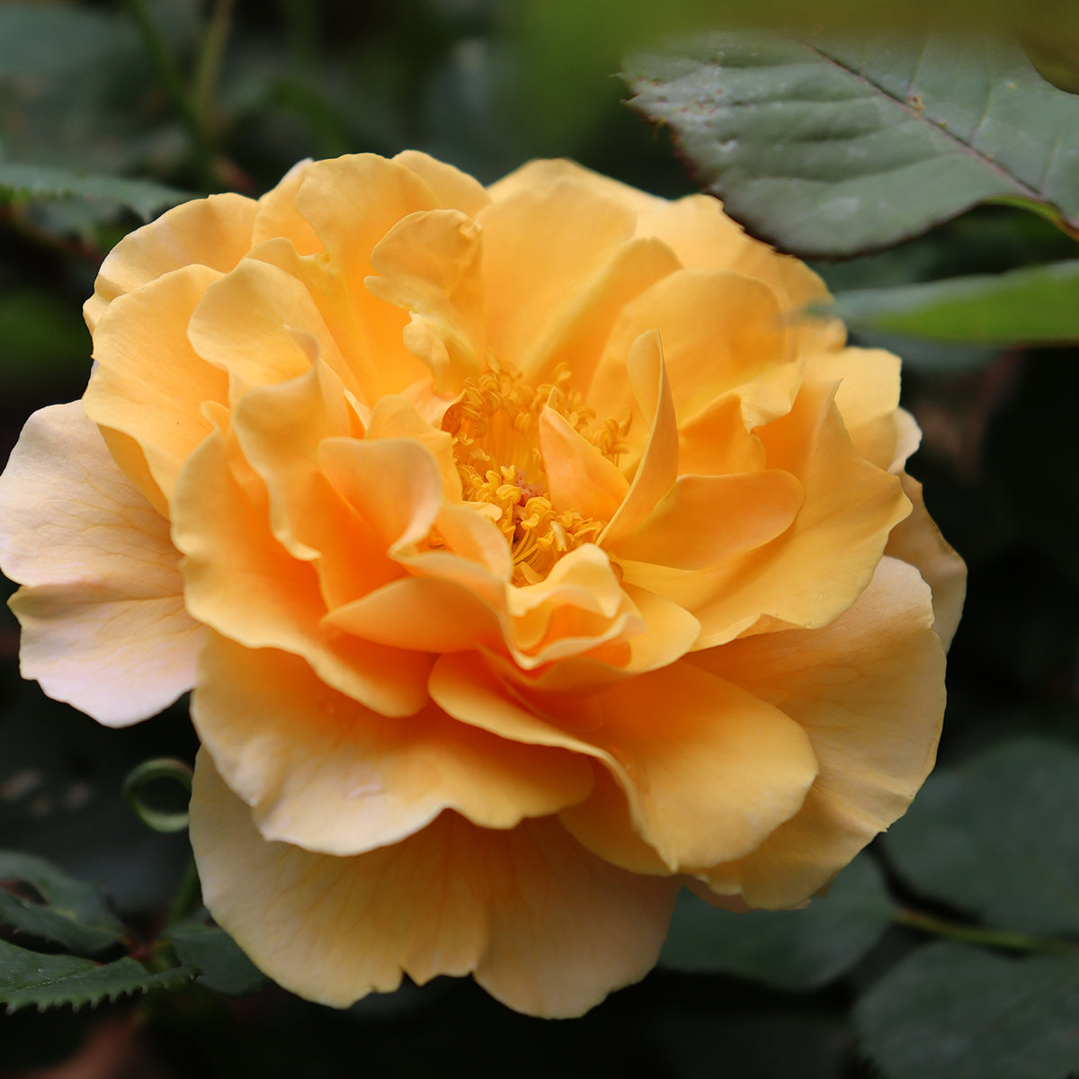 Rosa 'Rise-Up Amberness' - Rosier