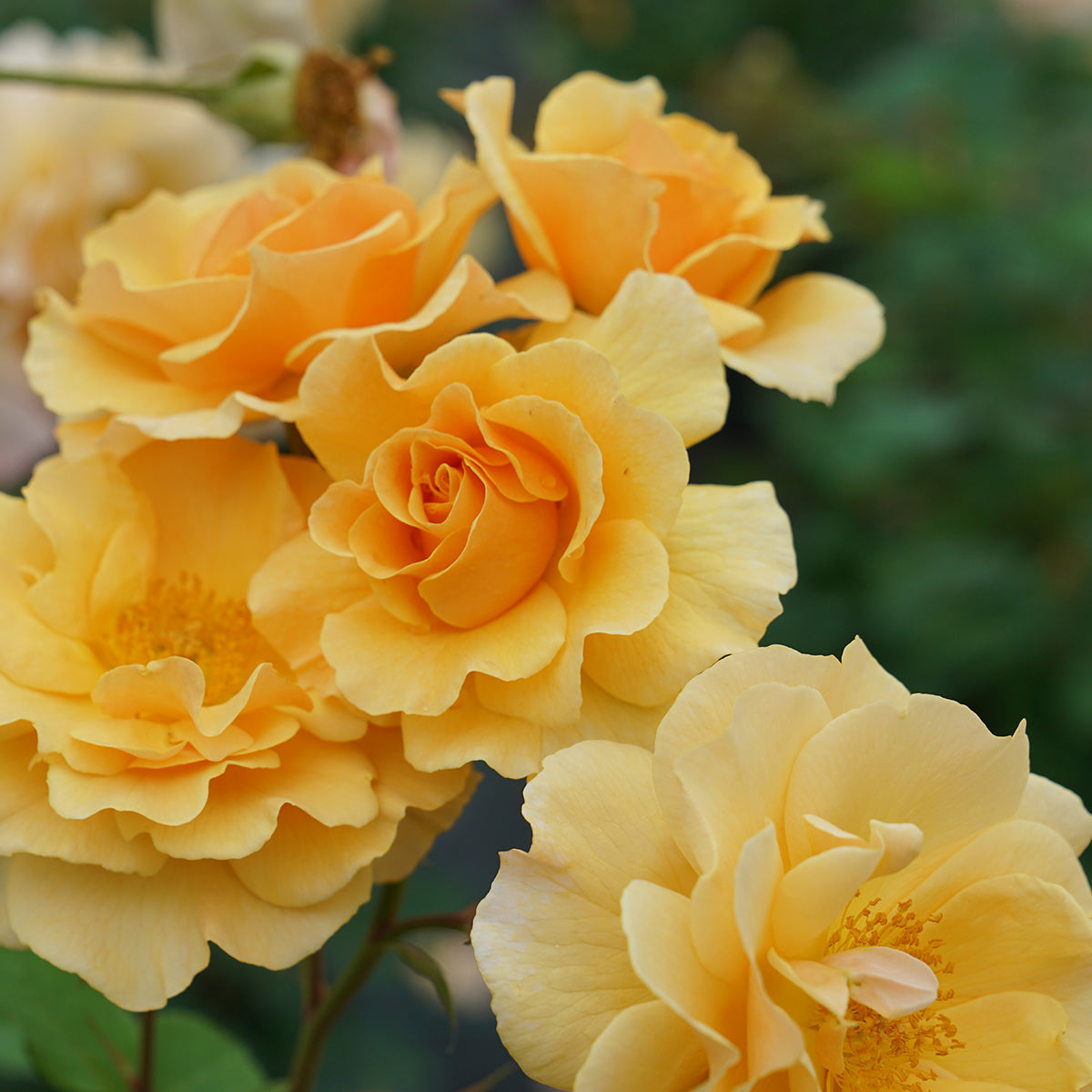 Rosa 'Rise-Up Amberness' - Rosier