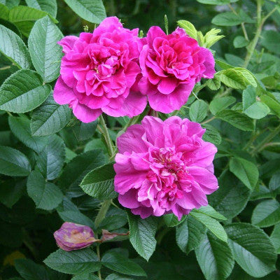 Rosa rugosa mauve