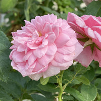 Rosa 'Reminiscent Pink' - Rosier