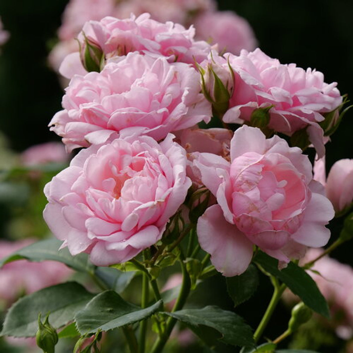 Rosa 'Reminiscent Pink' - Rosier