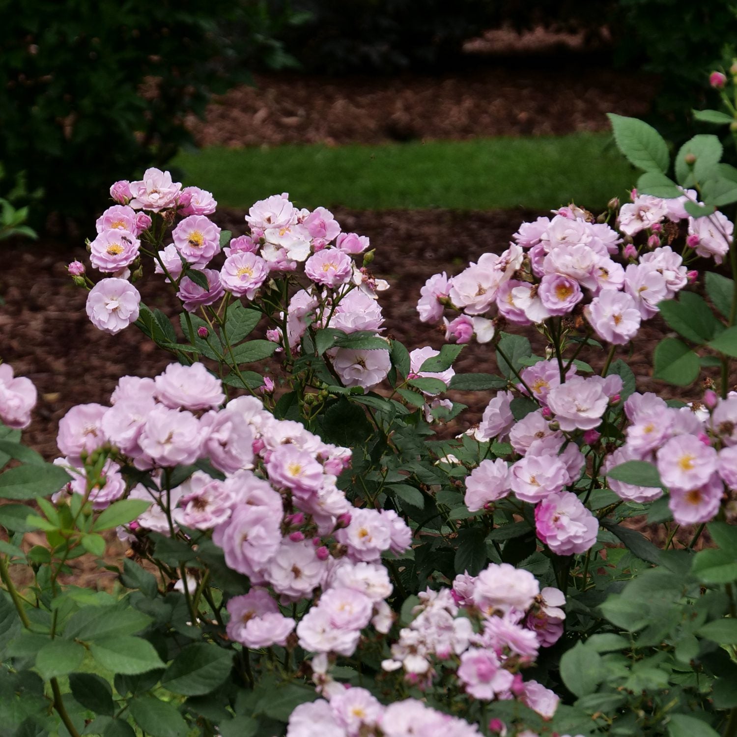 Rosa Rise Up Lilac Days - rosier – FleurExcel Inc.