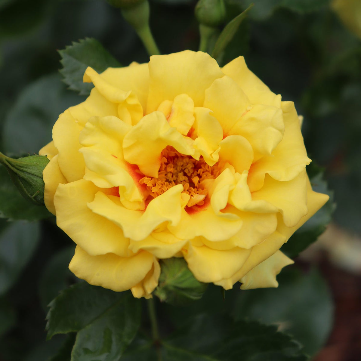 Rosa 'Rise up Ringo' - Rosier