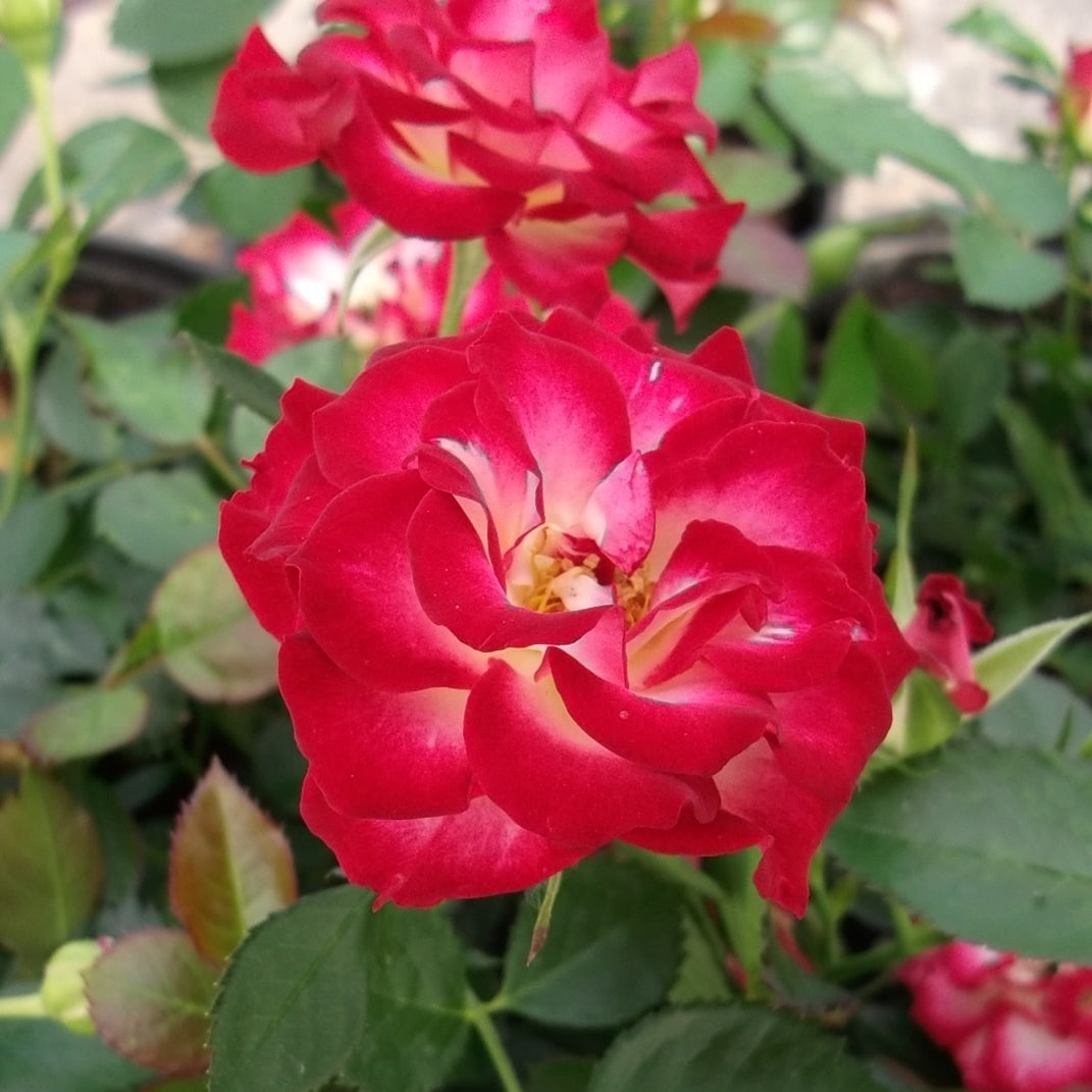 Rosa 'Never Alone' - Rosier