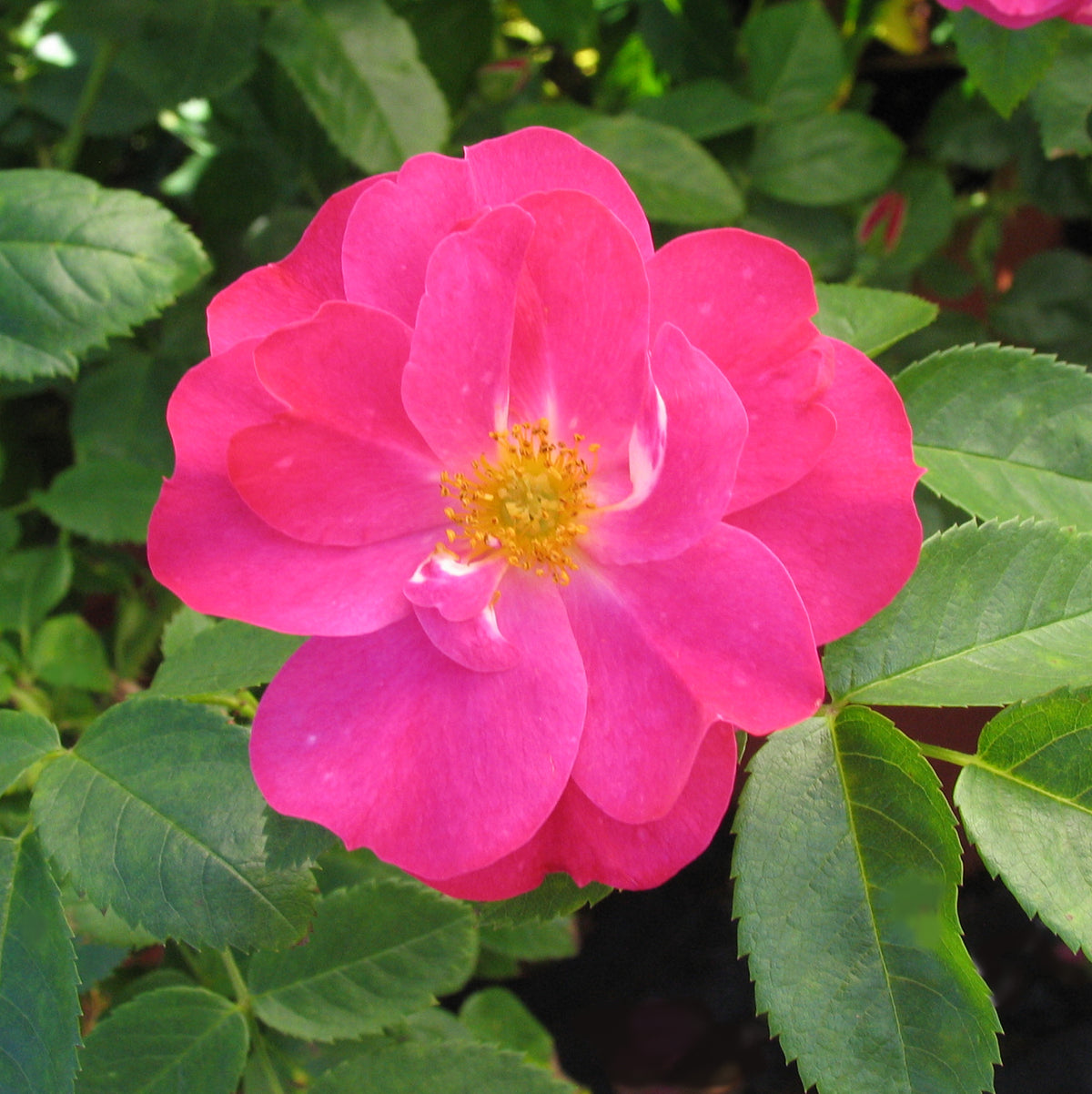 Rosa 'William Baffin'