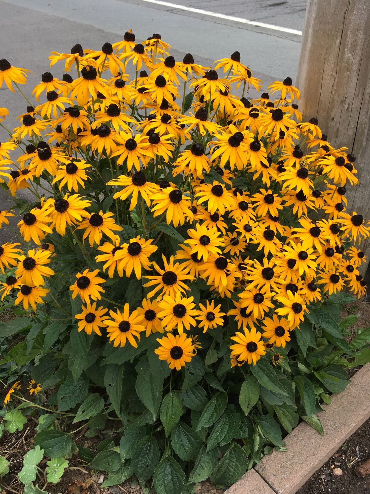 Rudbeckia fulgida 'Goldsturm'