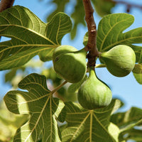 Ficus Carica - Figuier