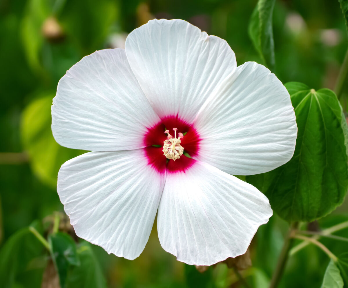 Hibiscus Moscheutos Luna white