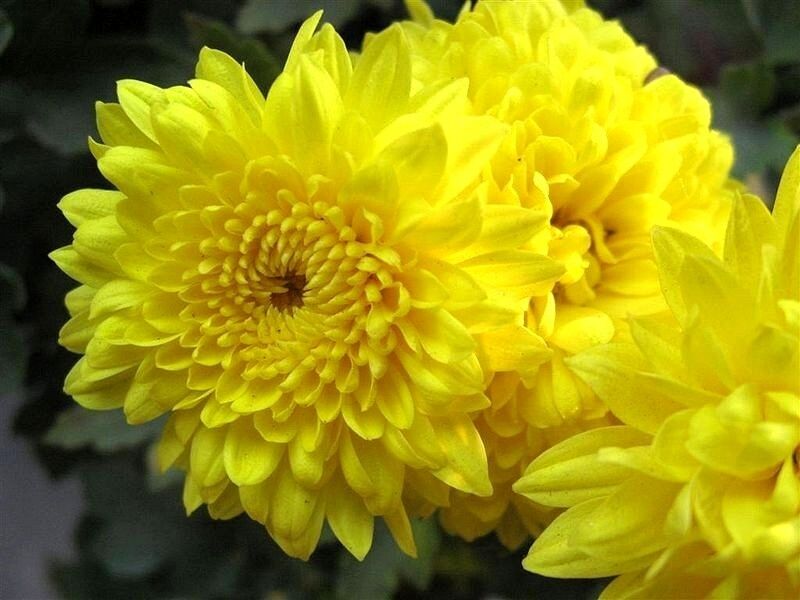 Chrysanthemum morifolium ‘Igloo' (jaune) - vivace