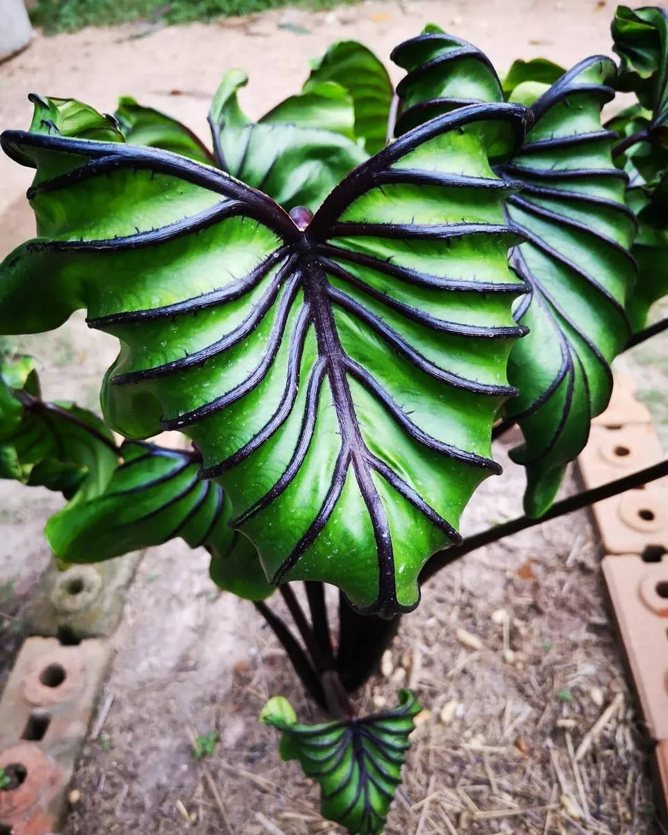 Colocasia 'Pharaoh's Mask'®