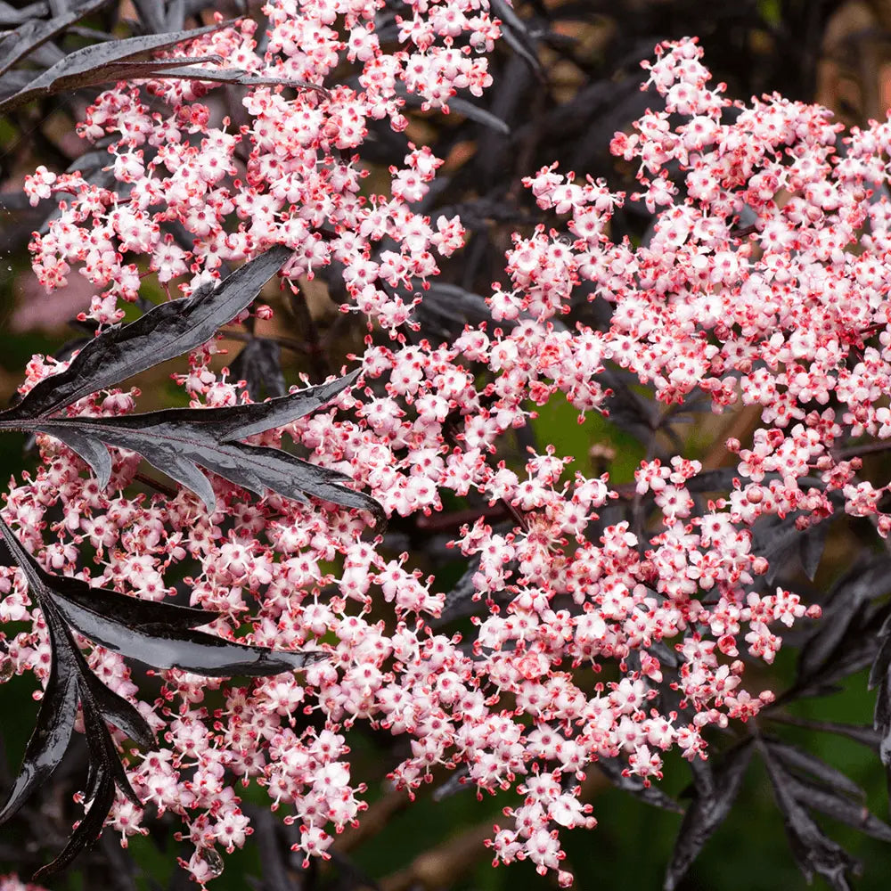 Sambucus nigra Black Lace - sureau