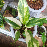 Anthurium Hookerii Variegata