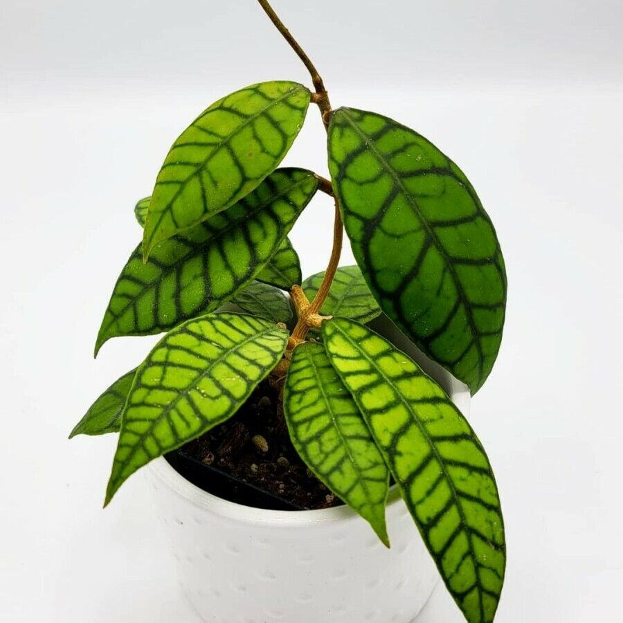 Hoya callistophylla – FleurExcel Inc.