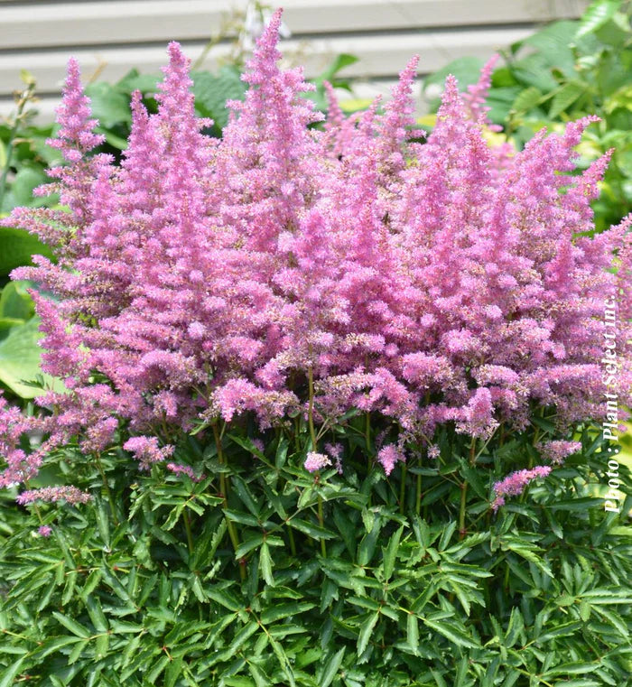 Astilbe Younique Lilac