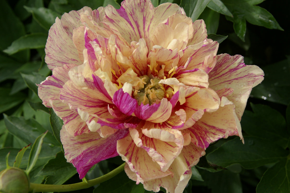 Paeonia Itoh 'Lollipop' - Pivoine