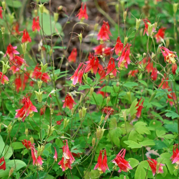 AQUILEGIA CANADENSIS  - Ancolie