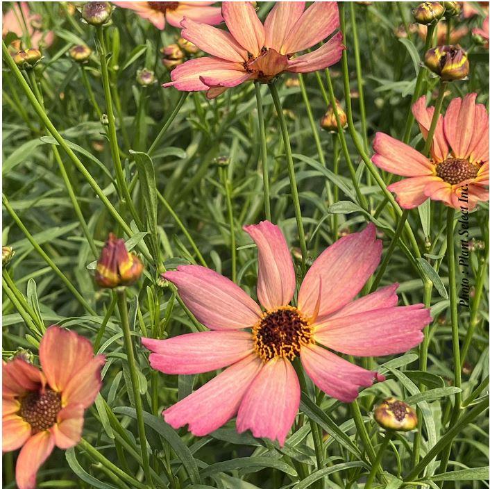 Coreopsis Fall Sensation™ Quartz