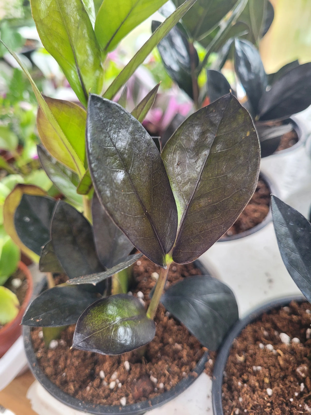 Zamioculcas Zamiifolia Oscuro Black