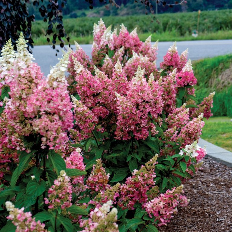 Hydrangea Candelabra® (paniculata)