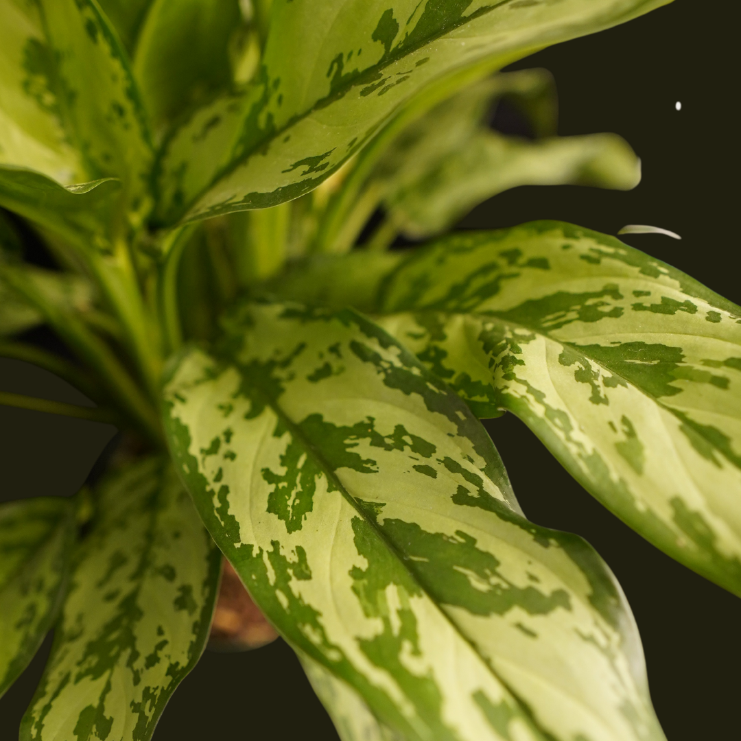 aglaonema romeo Aglaonema Roméo – FleurExcel Inc