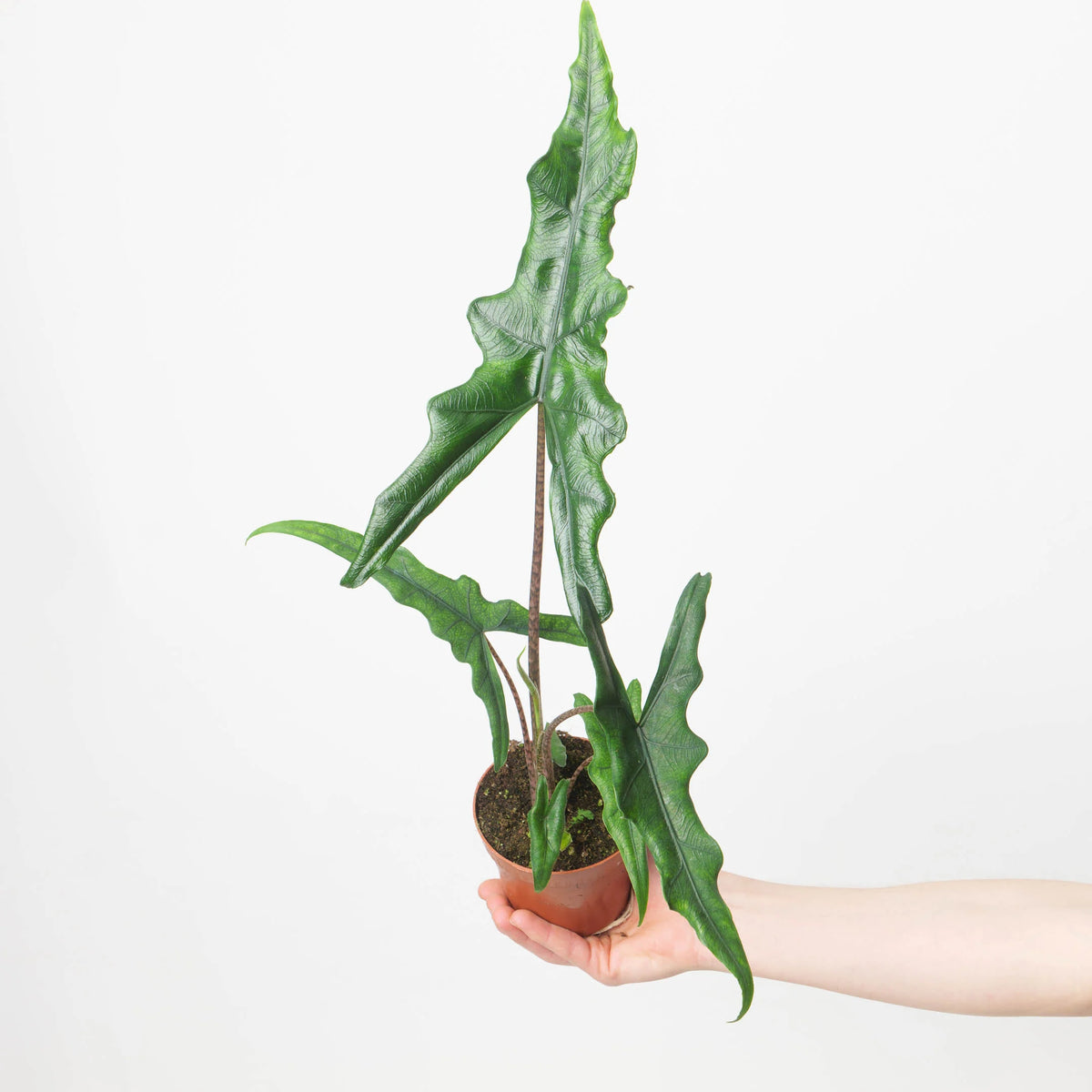 Alocasia Sabrina