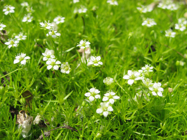 Arenaria verna 'Aurea' (Sagina subulata)