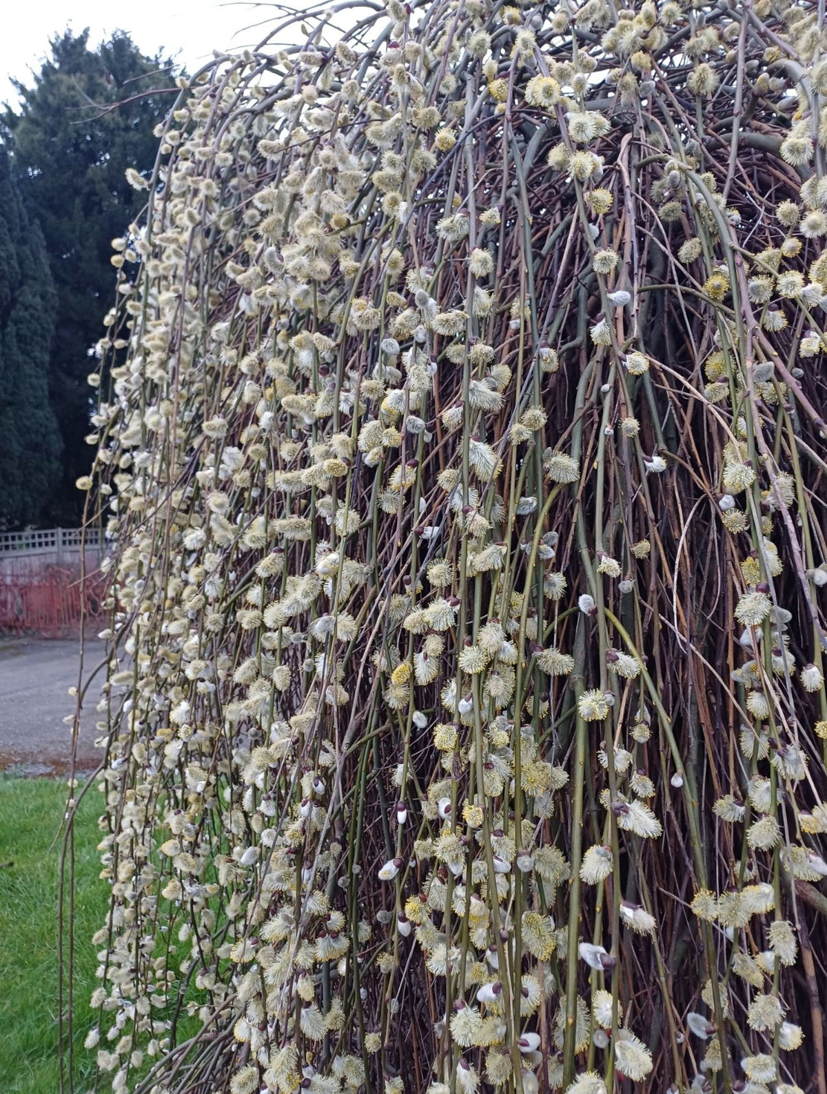 Salix Caprea - Saule marsault ou Saule des chèvres