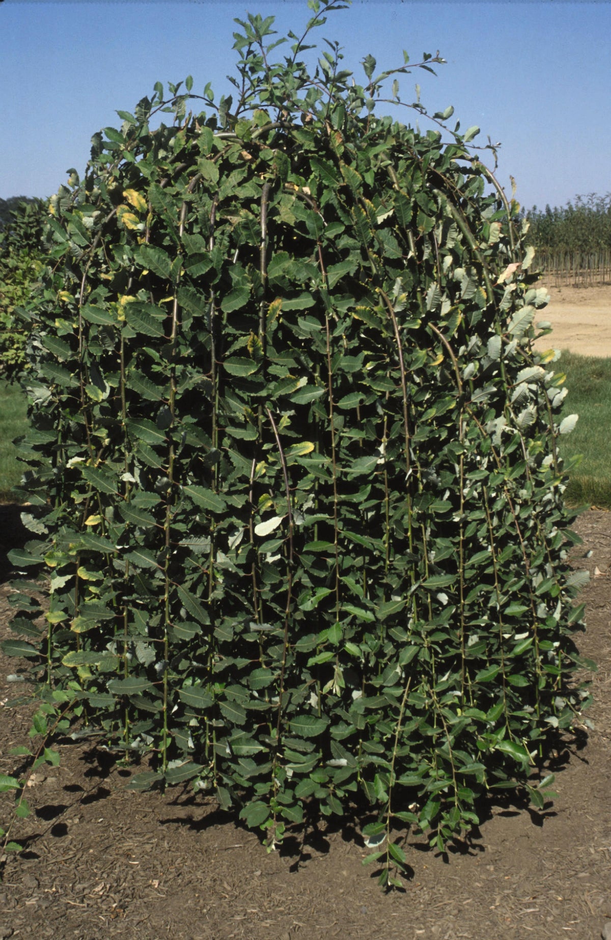 Salix Caprea 'Pendula' - Weeping Sally