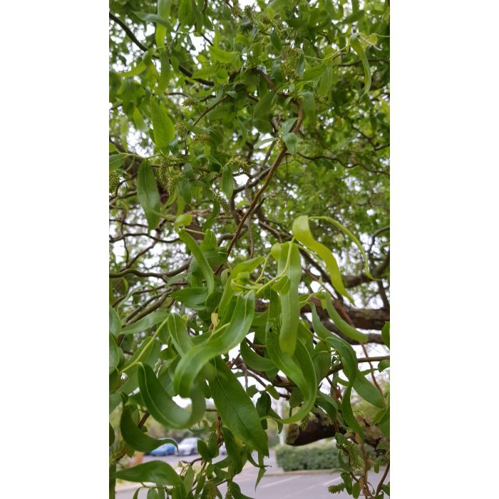 Salix Matsudana Tortuosas