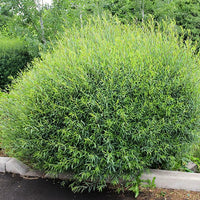 Salix purpurea 'Nana' (gracilis)