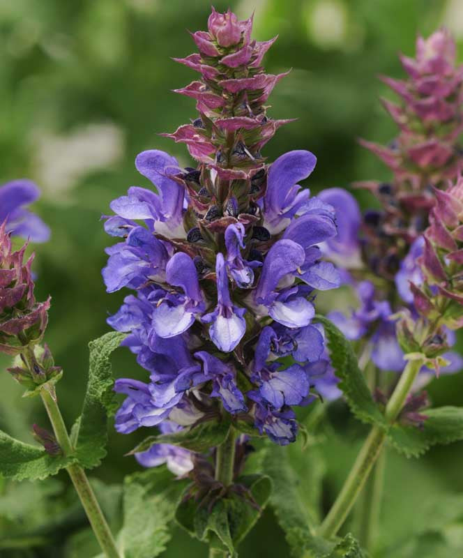 Salvia 'Blue Marvel' (nem.)