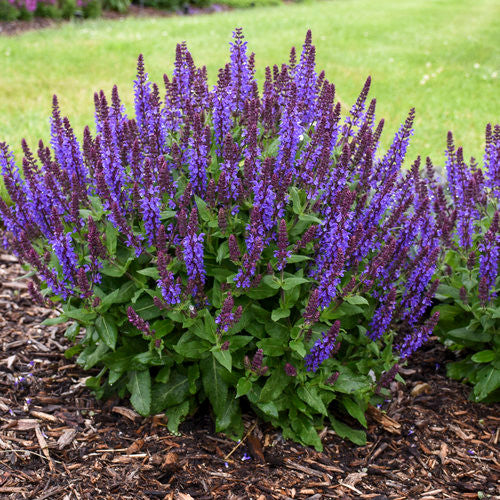 Salvia Color Spires ' Violet Riot ' - Sauge